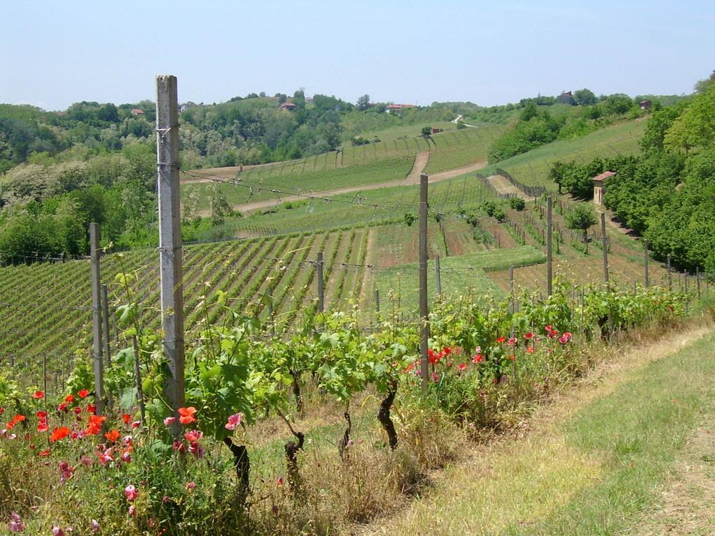 Вилла Cascina Rollone Rocchetta Tanaro Экстерьер фото